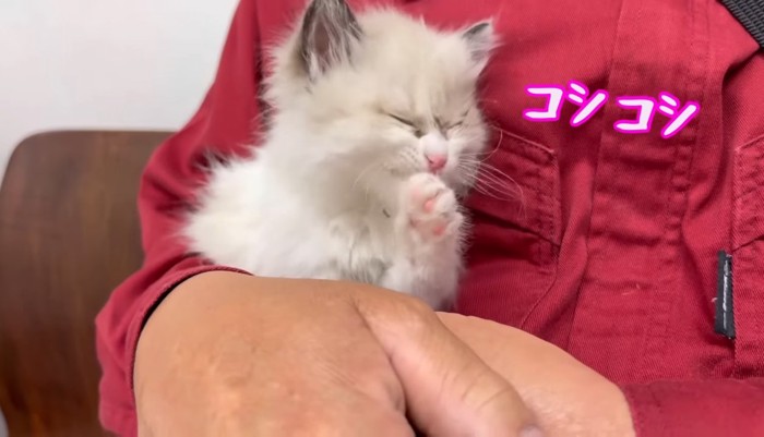 毛づくろい