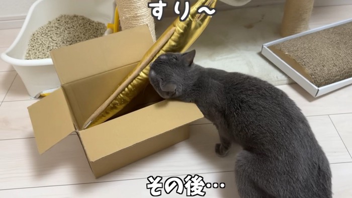 ダンボールに入っているウツボのおもちゃに顔をすりすりする猫