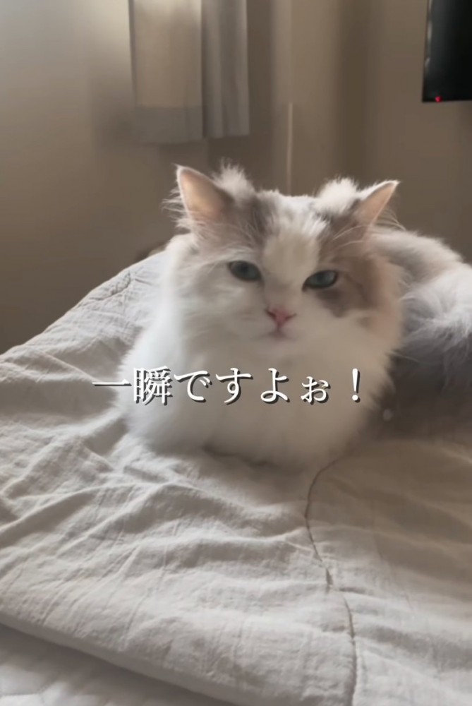 こちらを見つめる猫
