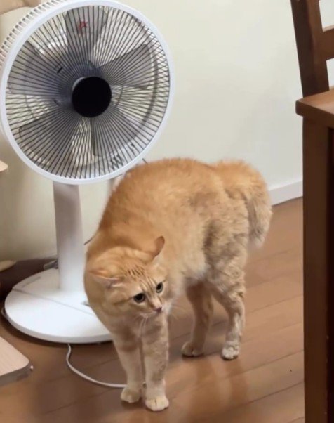 威嚇している猫