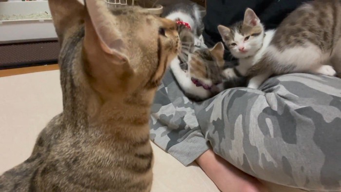見上げるタロママ