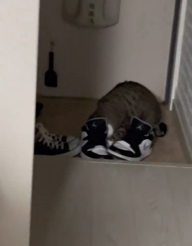 靴に顔を突っ込む猫