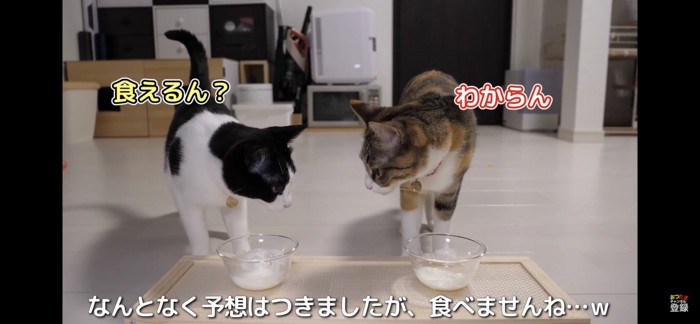 顔を見合わせる猫