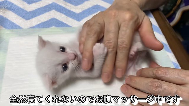 子猫のお腹をマッサージする人の手