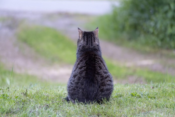 座っている猫のうしろ姿