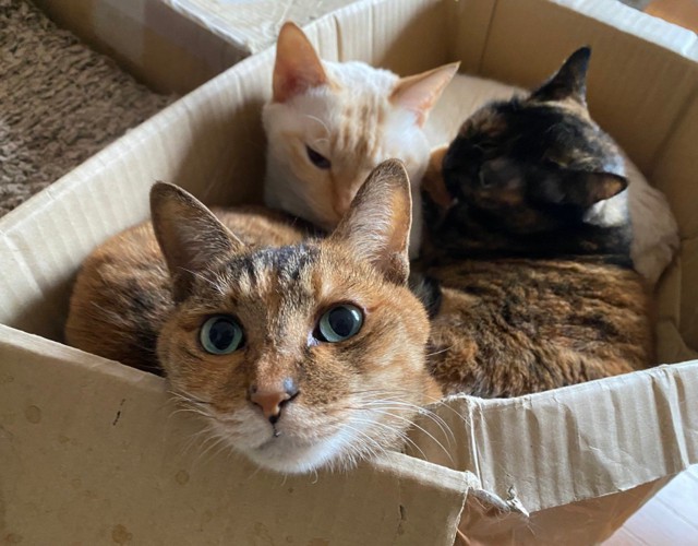 箱に詰まっている猫3匹