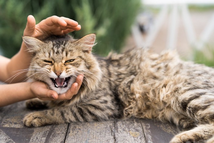 嫌がる猫