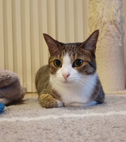 香箱で座るキジ白猫