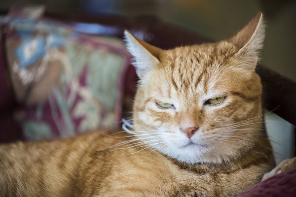 悪い顔の茶色いキジ猫