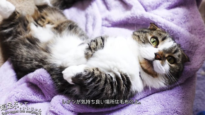 仰向けの猫