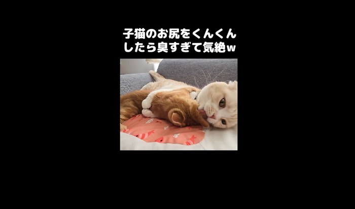 耳をペロペロ