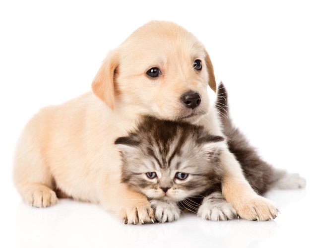 獅子舞と子猫