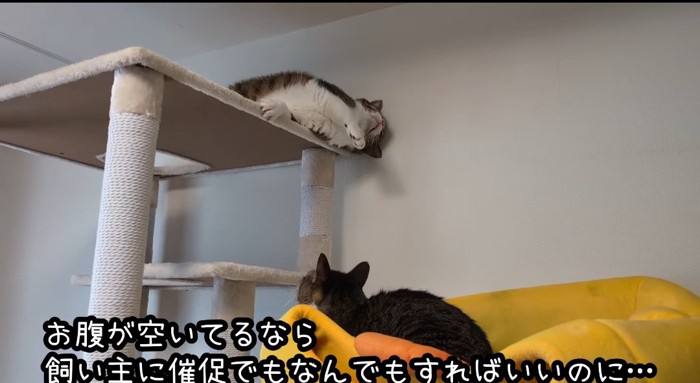 タワーの上の猫