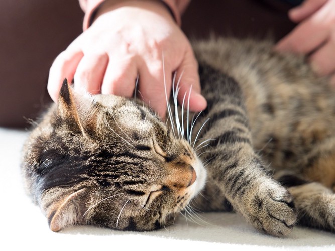 具合が悪そうな猫