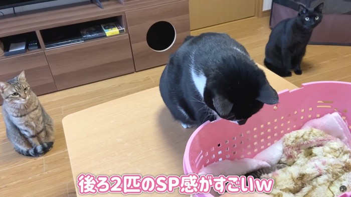 ぴーちゃん、さすがの貫禄！