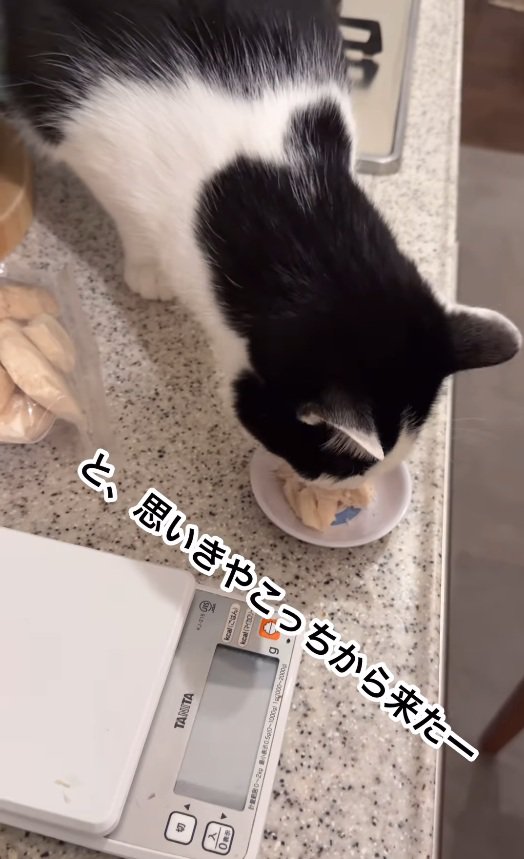 ご飯を食べるともちゃん