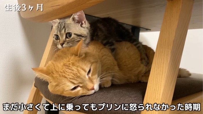 先住猫の上に乗る子猫