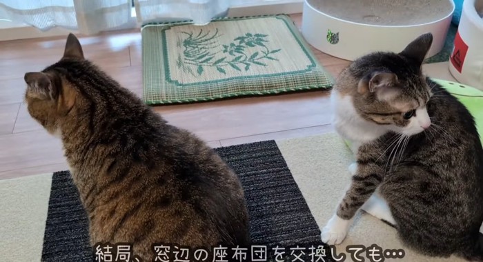 並んでいる猫