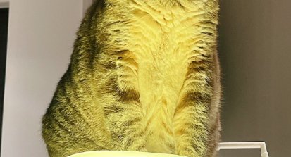 猫の胴体部分