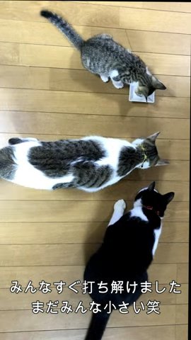 ご飯を食べる猫三匹