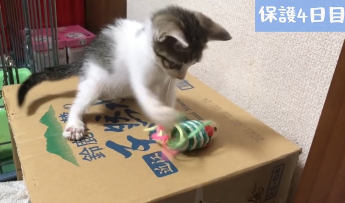 おもちゃで遊ぶ子猫