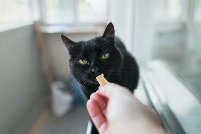 おやつを欲しがる黒猫