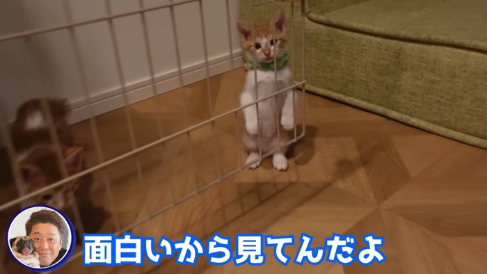 2本足で立つ子猫