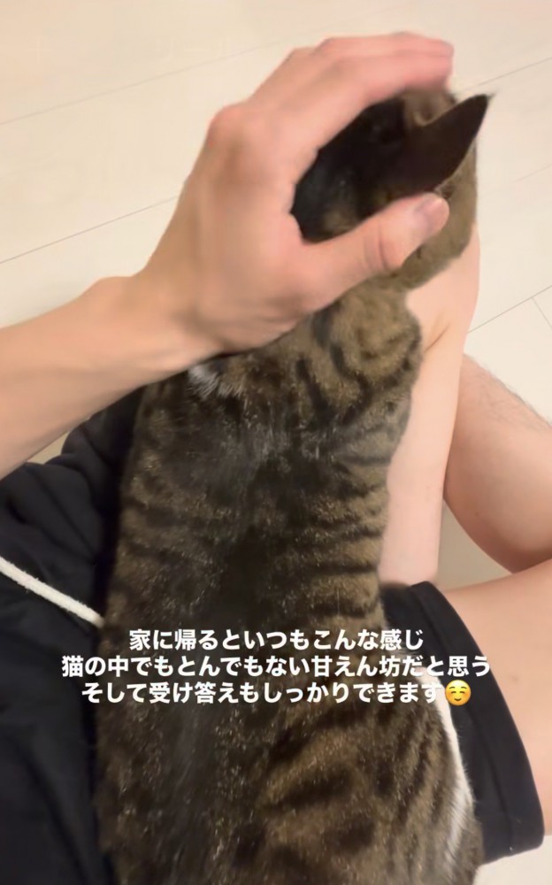 膝の上でまっすぐ伏せをしながら頭を撫でられる猫「もうどこにも行かないでほしいにゃ」