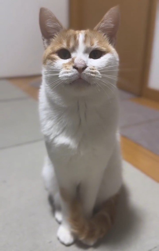 おすわりする猫