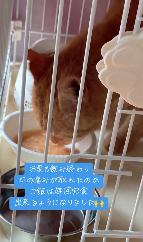 ごはんを食べる茶太吉くん