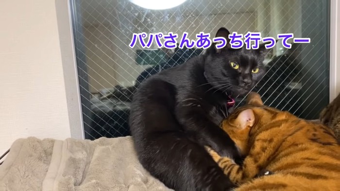 前を見る黒猫