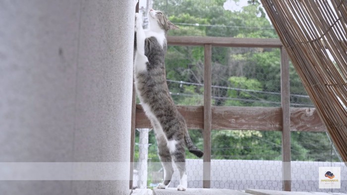 外壁で爪をとぐ猫