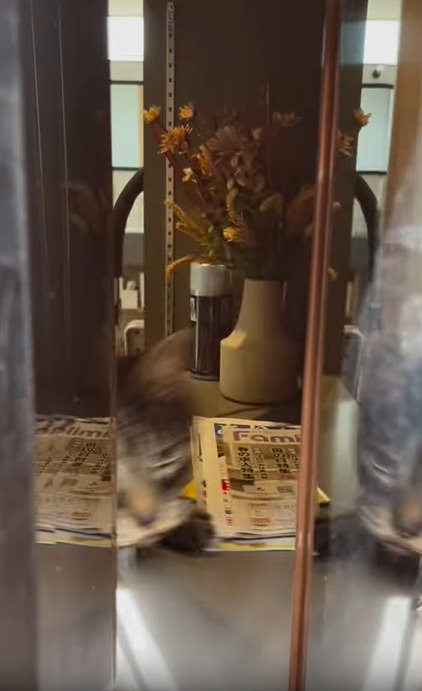 カットインする猫