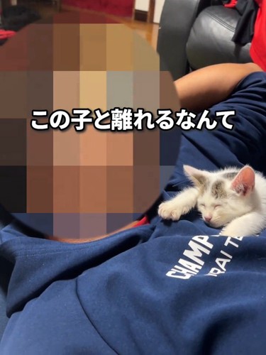 人の胸の上で寝る子猫