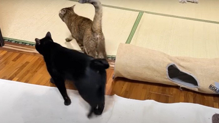 飼い主についていく猫たち