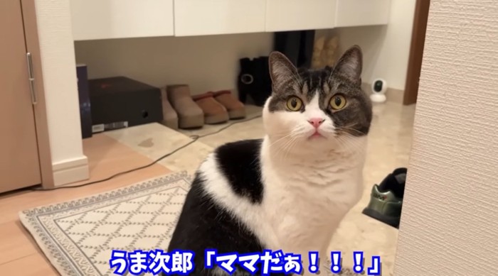 驚いた顔の猫