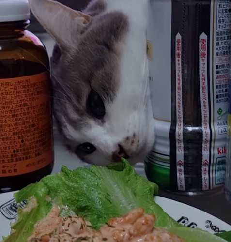 調味料の間から顔を覗かせる猫