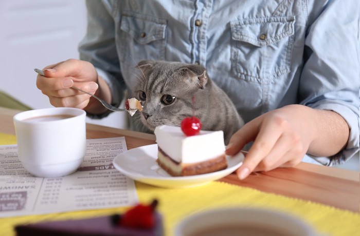 飼い主の食べているケーキを欲しがる猫