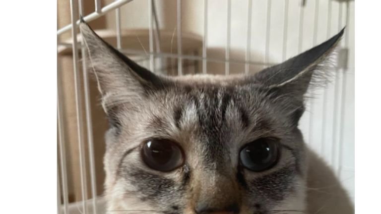 猫の顔