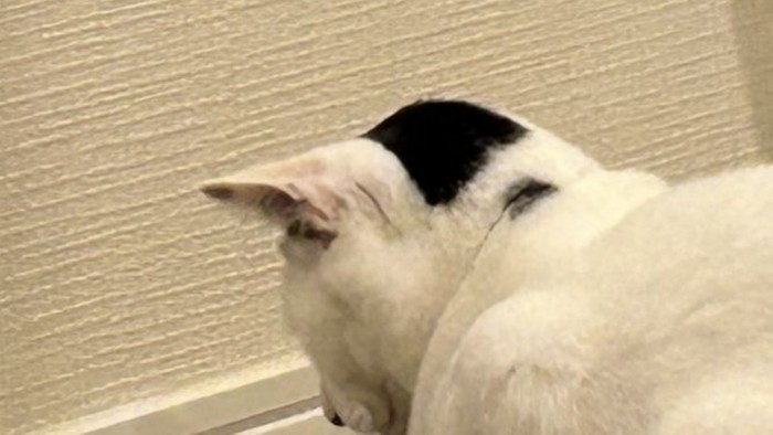 猫の後頭部