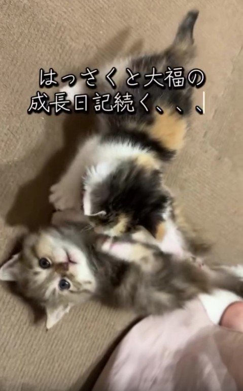 遊んでいる2匹の猫