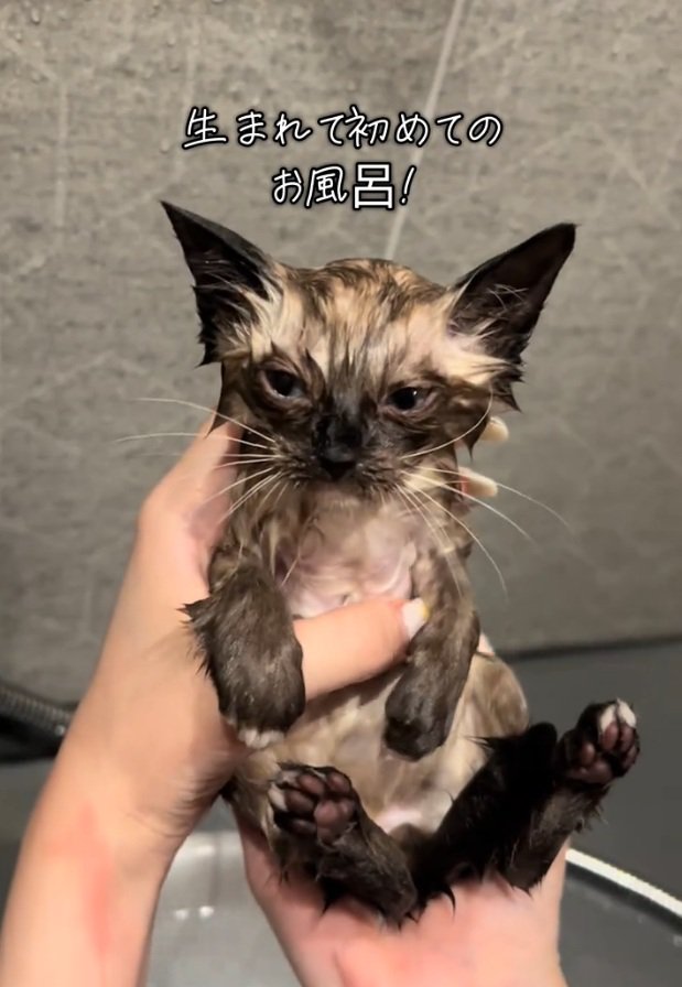 濡れた子猫