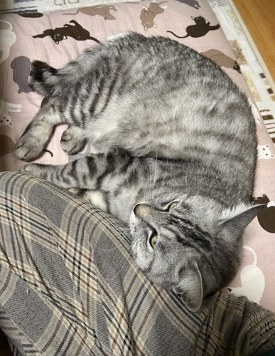 人にくっつく猫