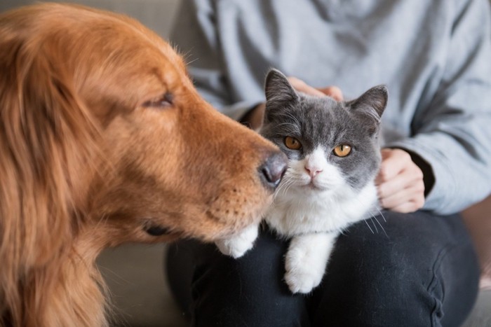 猫を抱く人と犬