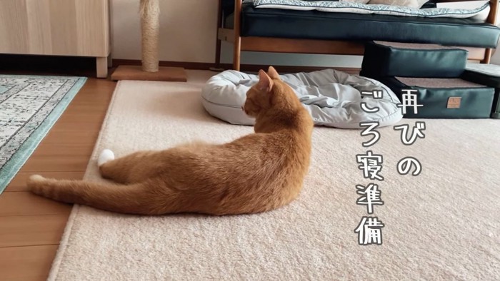 寝そべる猫の後ろ姿