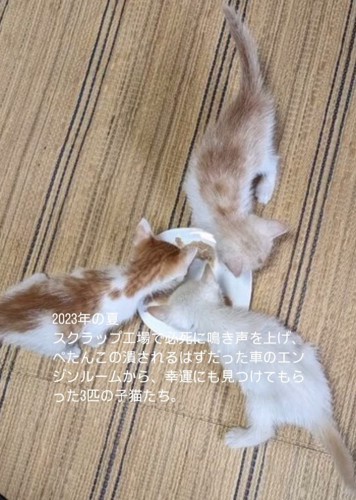 ごはんを食べる3匹の子猫