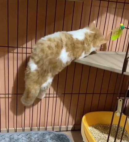 棚に体を預ける猫