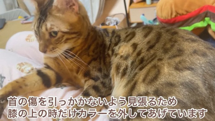 人の膝の上にいる猫