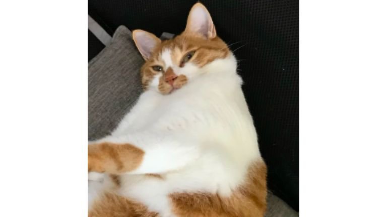 寝ている猫