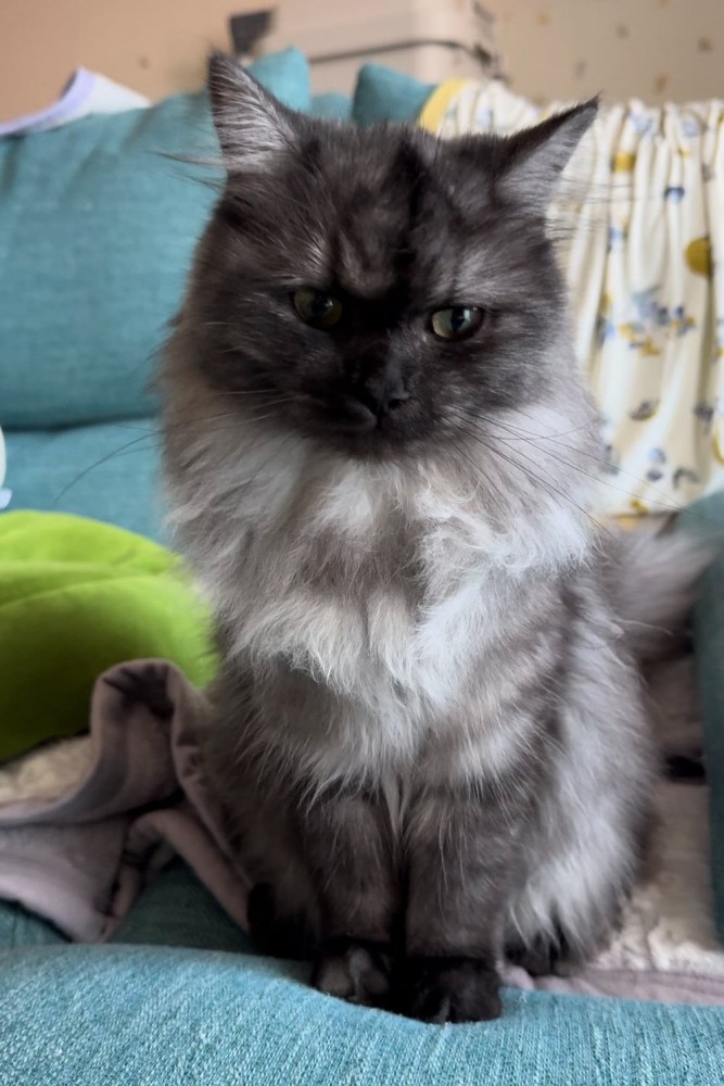 おすわりして下を見る猫